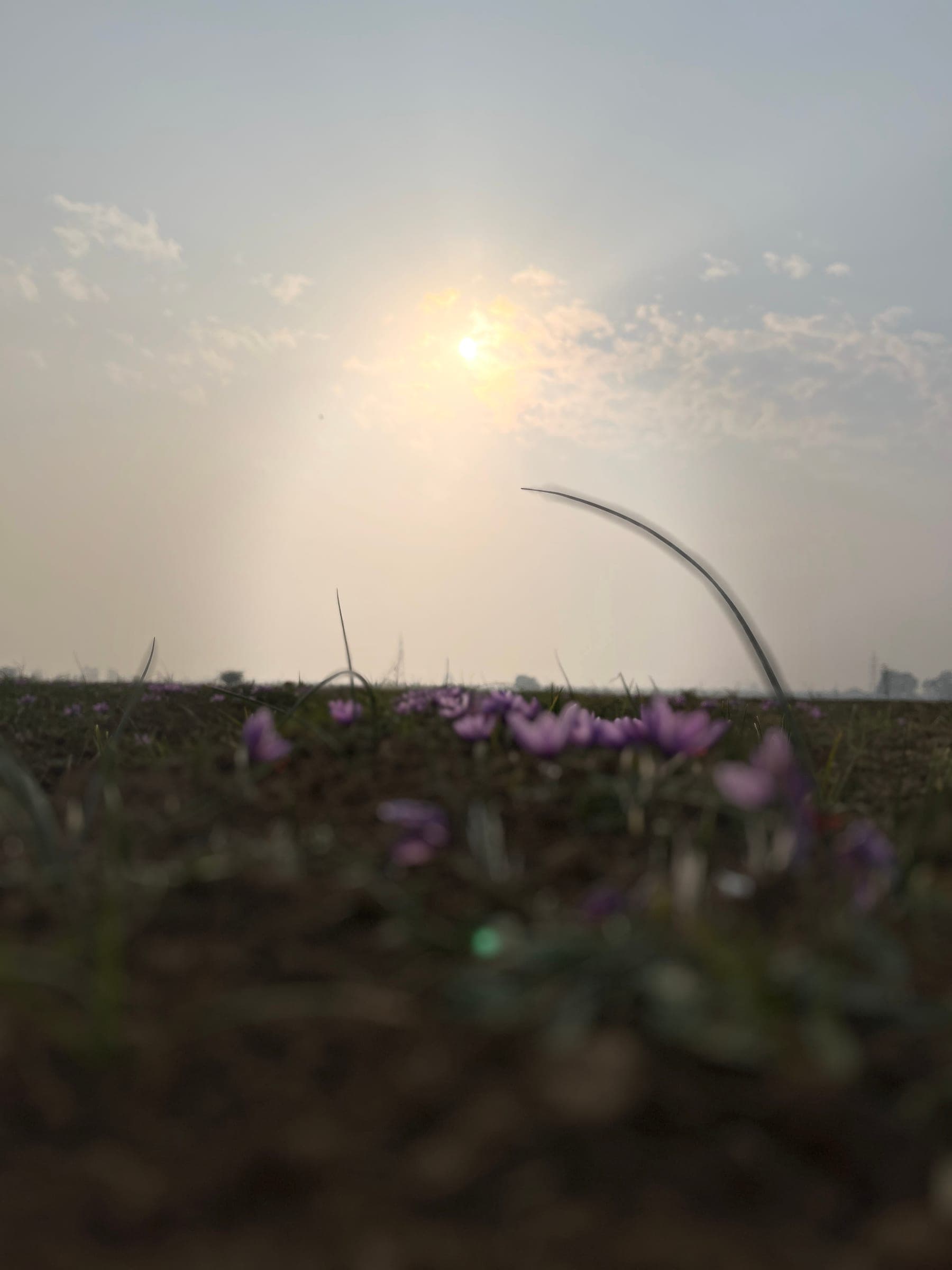 Purple saffron crocus flowers opening in a field in Pampore, Kashmir, at sunrise